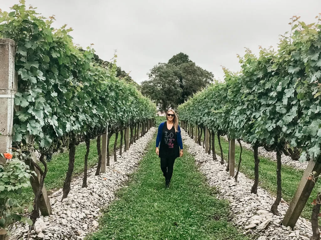 Tour pela Vinheria Merlot